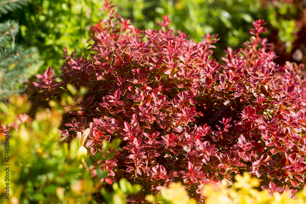 Fototapeta premium red Barberry, Thunberg Admirals