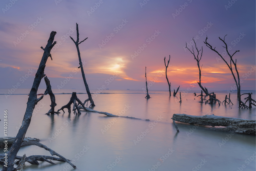 Beautiful and calm beach with dead mangroves during sunset Beautiful and calm beach with dead mangroves during sunset
