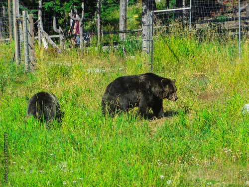 Brown bears in a national park near Vancouver.2015yers. photo