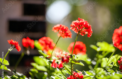 Fototapeta Naklejka Na Ścianę i Meble -  Balcony flowers, home garden with blossom of geranium