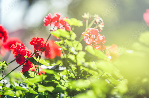 Fototapeta Naklejka Na Ścianę i Meble -  Balcony flowers, home garden with blossom of geranium