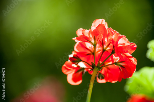 Fototapeta Naklejka Na Ścianę i Meble -  Balcony flowers. Blossom of geranium close up