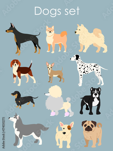 Vector illustration of different type of cartoon dogs. Dogs set in cartoon flat style on light blue background. © Natalia