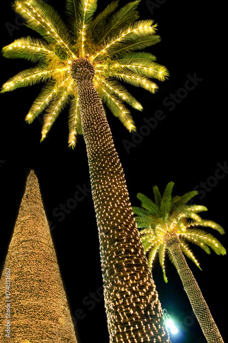 Sorrento, Palm trees sorrounded by lights at Christmas time.