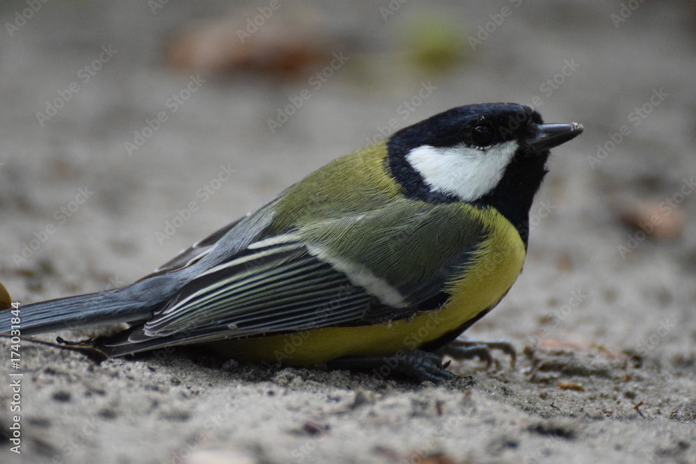 Fototapeta premium Great tit bird close up
