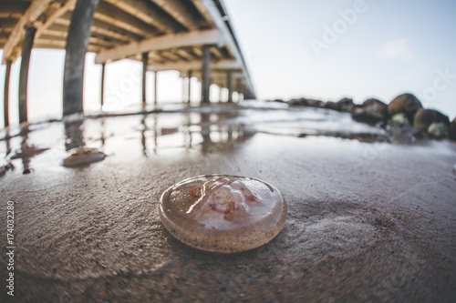 Photography dead jelyfish on the shore
