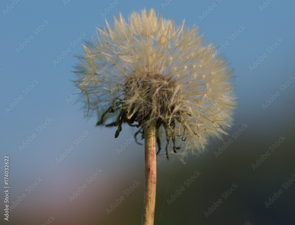 Fototapeta premium Pusteblume