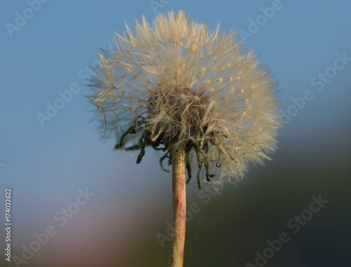 Pusteblume