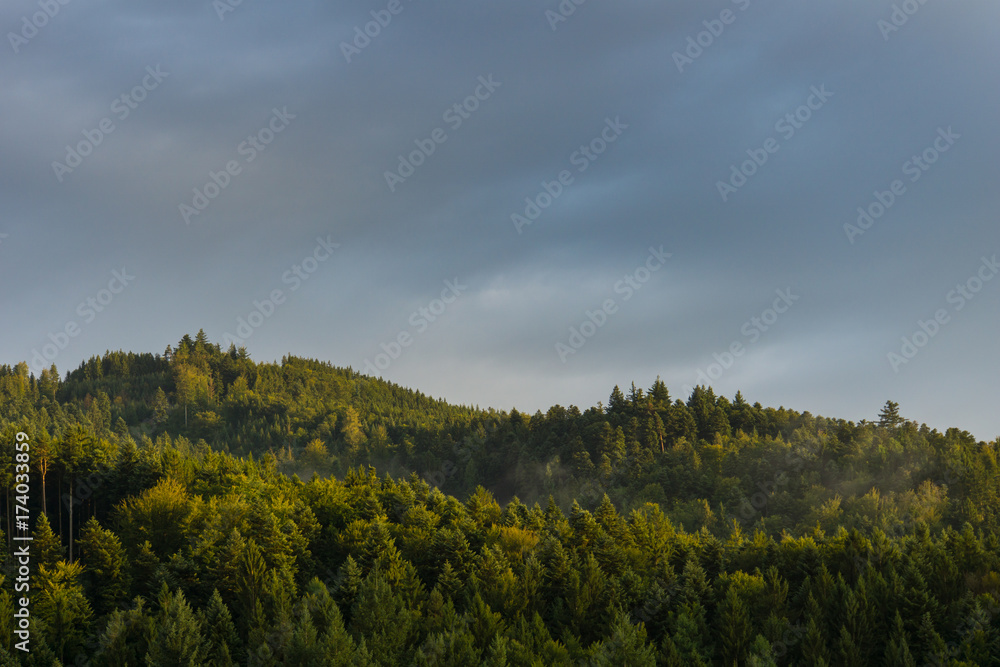 Germany, Black Forest, Freiburg, Sunny dawn atmosphere in the middle of the forest