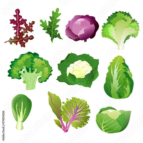 Green salad leaves. Vector vegetarian healthy food leaf set isolated on white background