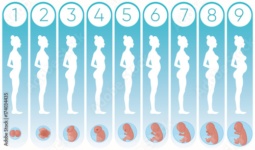 Vector illustration pregnancy woman stages with flat silhouettes of pregnant women and realistic human embryonic development icons in flat style on light blue background.