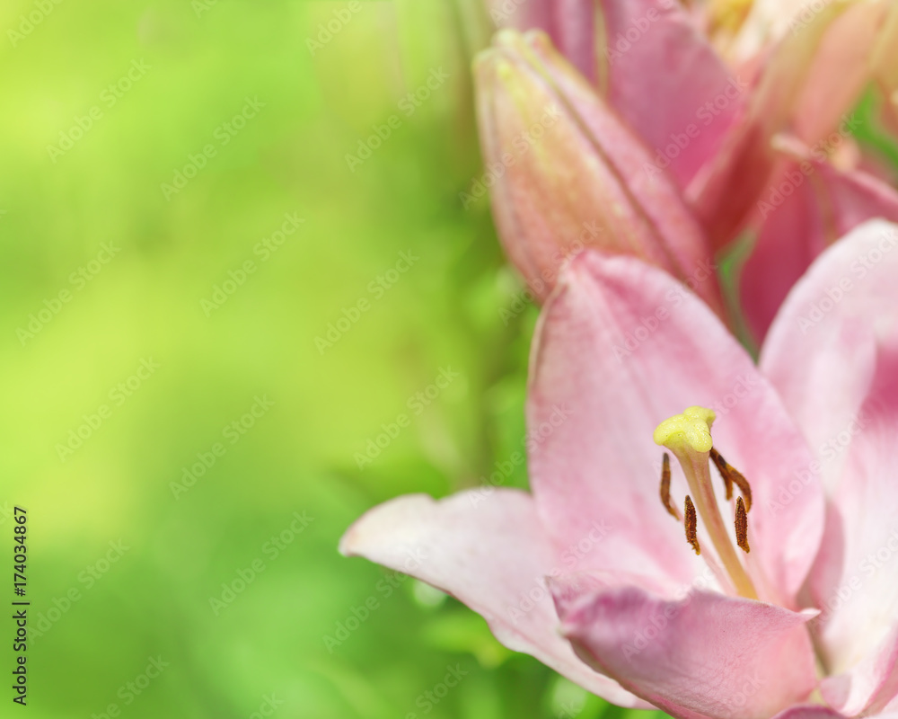 Flowery background with lily flowers and copy space for text. Flowery background with lily flowers and copy space for text.