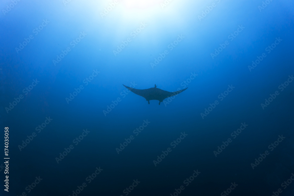 Fototapeta premium Manta ray