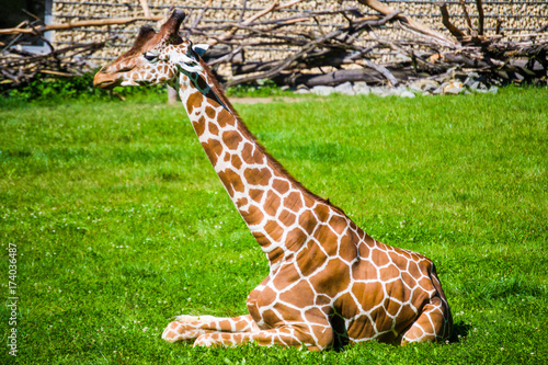 Photography giraffe