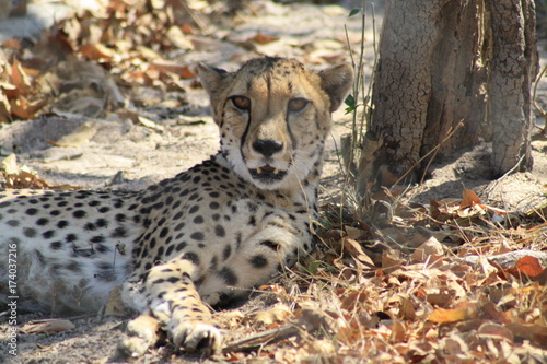 animale selvatico ghepardo fauna africa photo