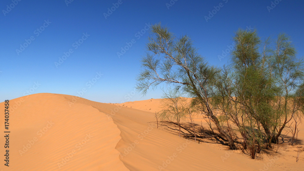 Cespugli nel deserto del Sahara in Tunisia