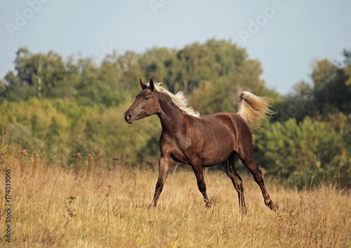 The young horse of silvery-black color is grazed on a meadow