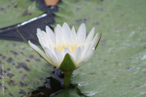 natura fiore giglio bianco acqua