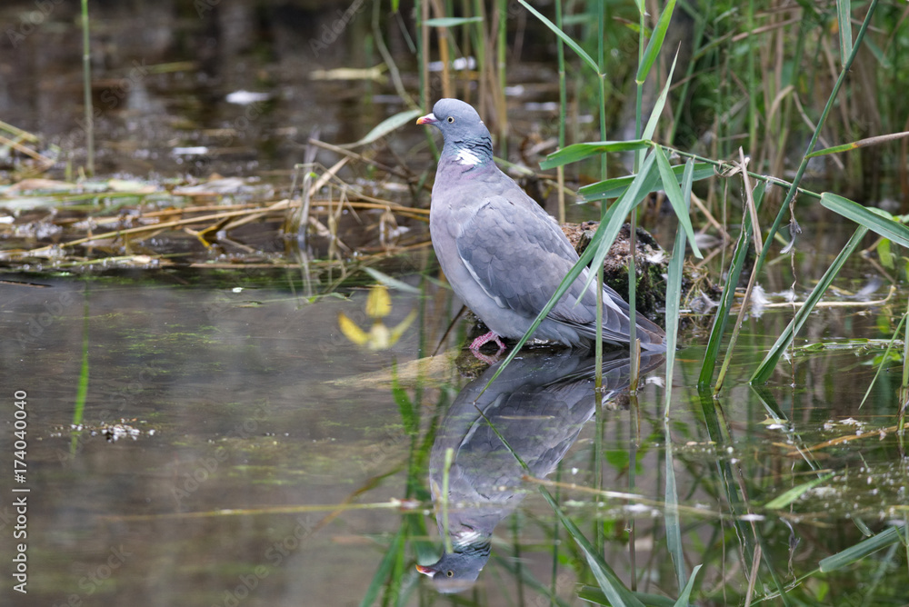 Common wood pigeon standing by still stream with reflection in the water