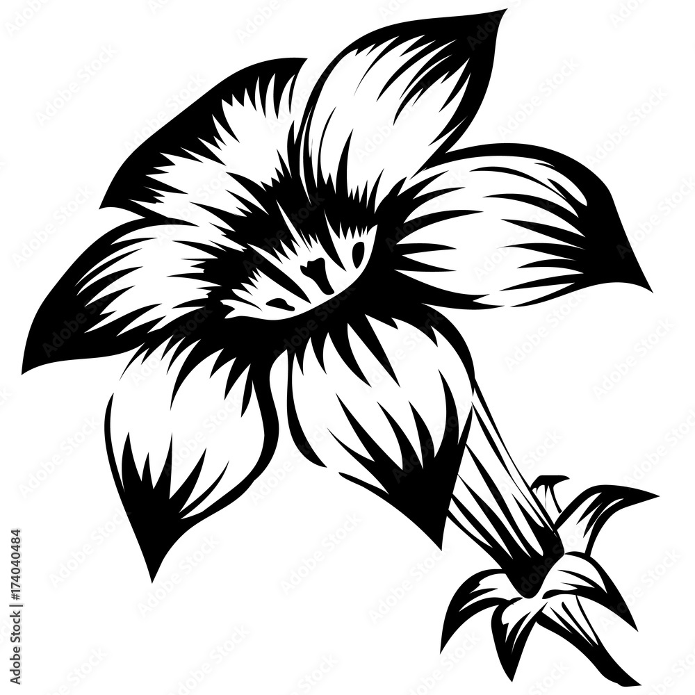stylized monochrome vector hand drawn illustration of Tobacco flower on white background. stylized monochrome vector hand drawn illustration of Tobacco flower on white background.