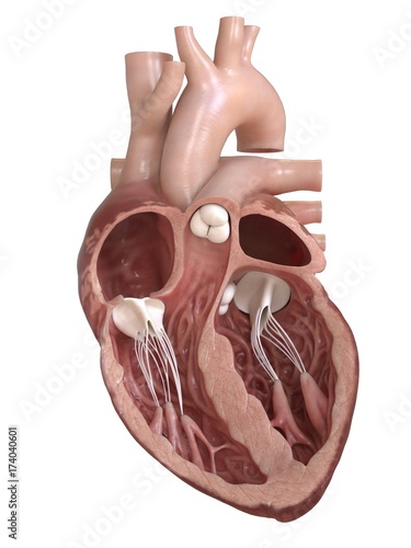 Fotografie 3d rendered medically accurate illustration of a heart cross-section