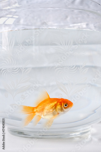 Goldfish in aquarium