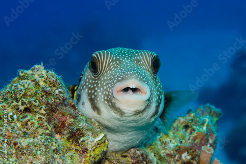 Kugelfisch im Korallenriff
