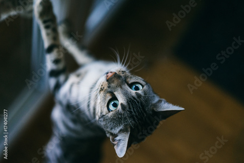 Bengal cat trying to catch toy mouse photo