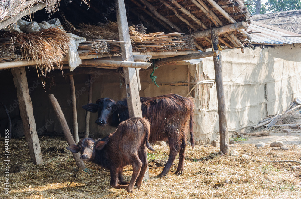 Fototapeta premium Buffalo in the stall. Buffaloes in a village in Nepal