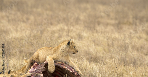 Lion cub,resting on carcass of wildebeest, looking left, dried grass in background. Tarangire National Park, Tanzania, Africa
