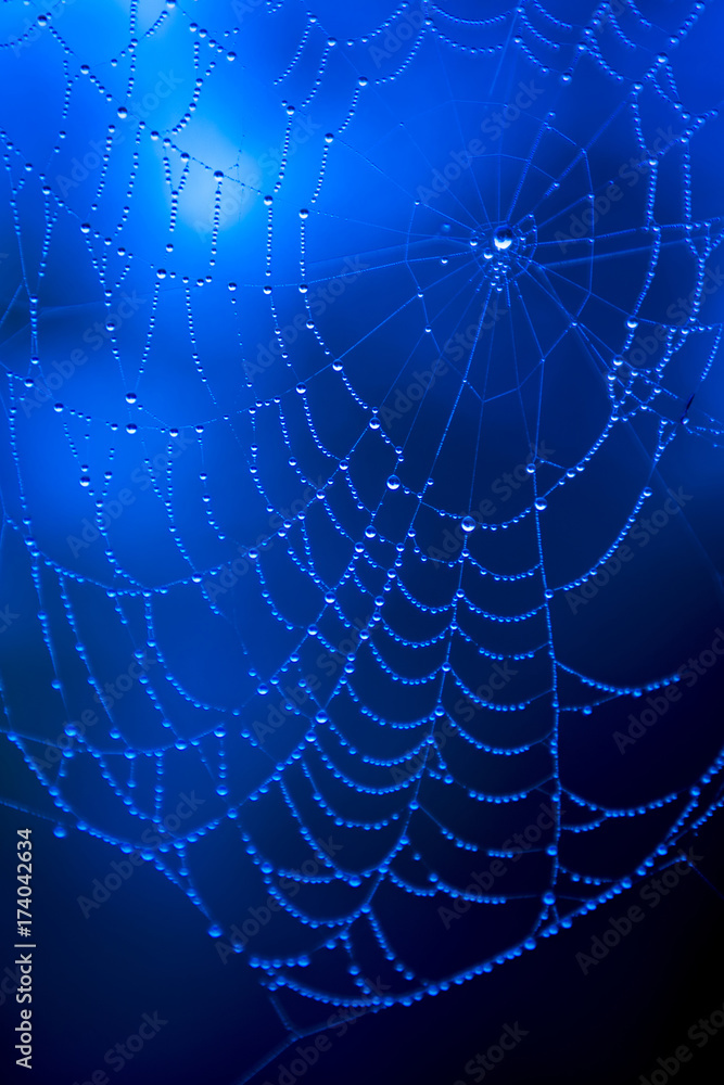Water-drops on a spider web with a blue background Water-drops on a spider web with a blue background