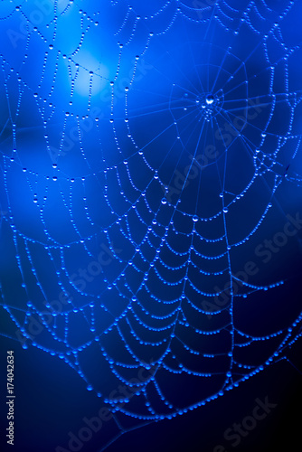 Water-drops on a spider web with a blue background © WEB147.CZ