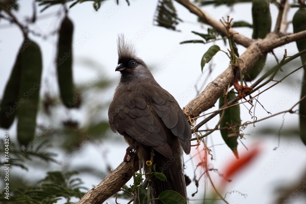 Speckled Mousebird Speckled Mousebird
