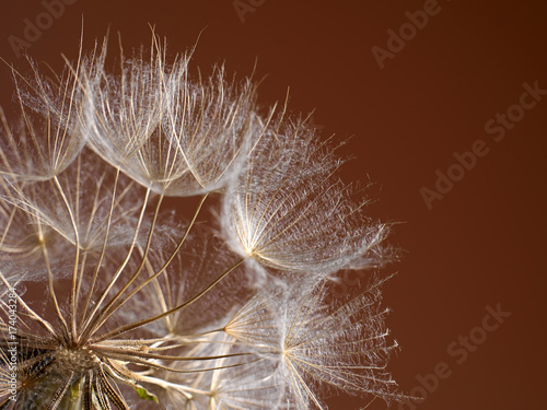 Fototapeta Naklejka Na Ścianę i Meble -  The macro photo the beautiful dandelion