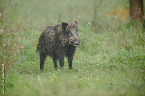 Wild boar near farmland