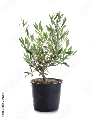 Decorative olive tree on white background