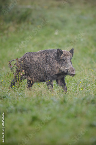 Wild boar in morning grass