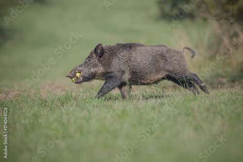 Male boar with apples, running