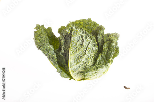 Cabbage and caterpillare isolated on white photo