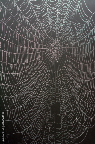Intricate spider's web with dewdrops on black background
