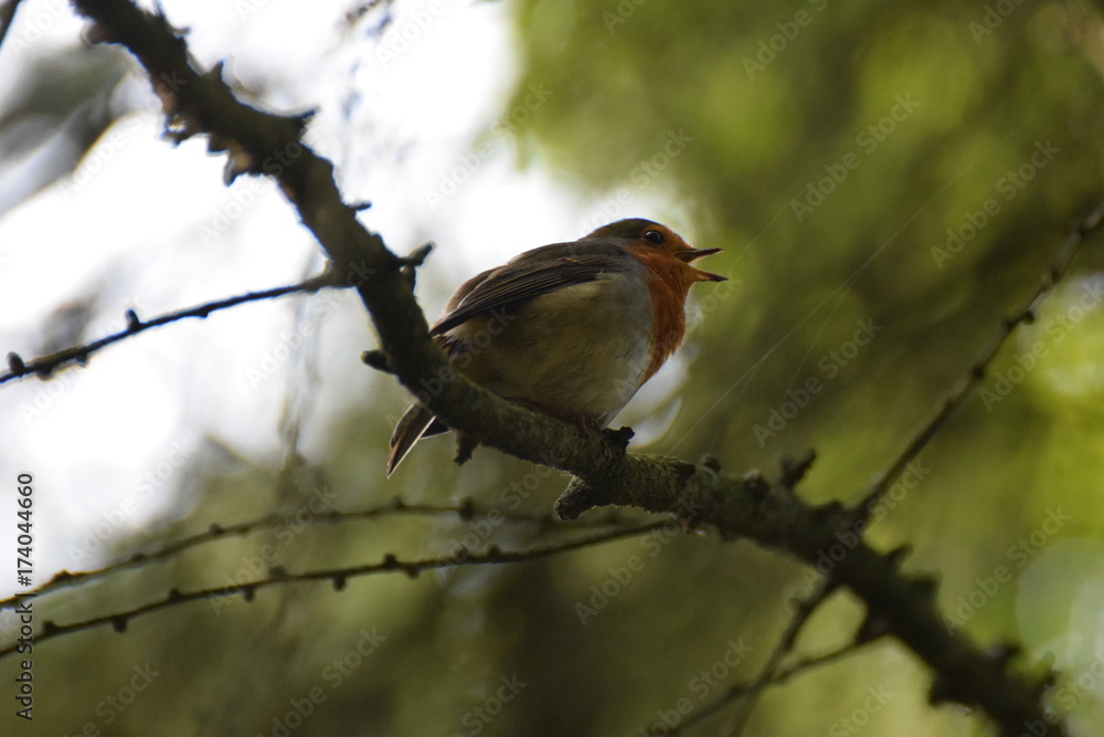 Singing robin bird on a branch Singing robin bird on a branch