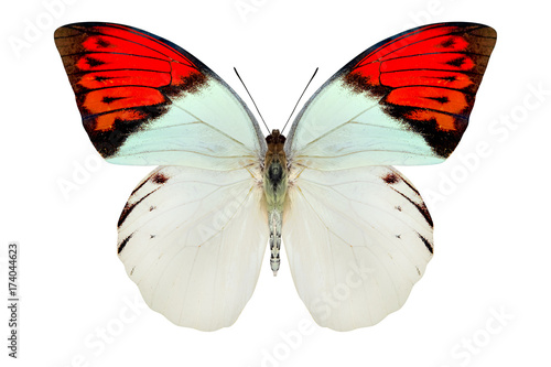 Photography beautiful butterfly isolated on a white