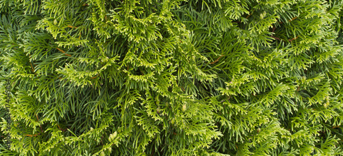 Green thuja hedges natural background