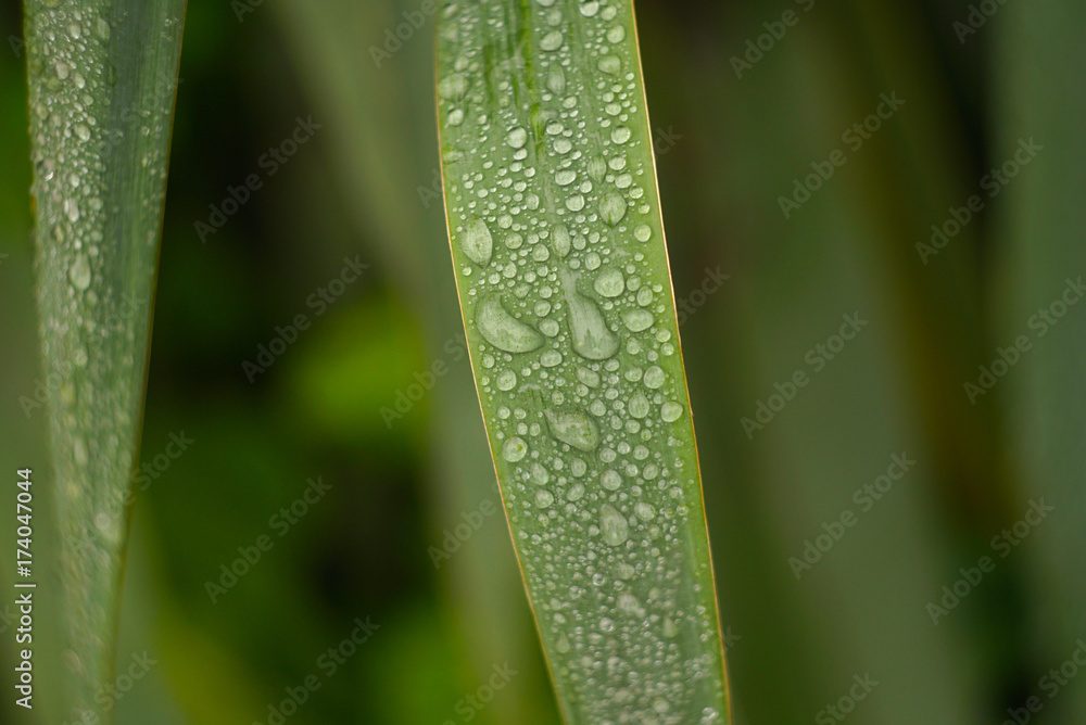 closeup water drops on green plant leaf for natural background closeup water drops on green plant leaf for natural background