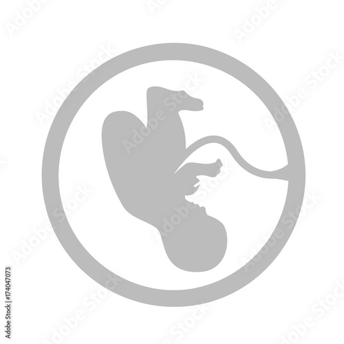 embryo im bauch