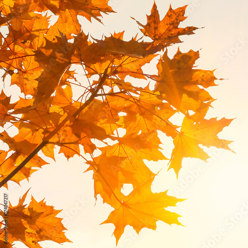 Colorful maple leaves close up on a beautiful sunny autumn day. Autumn landscape.Abstract fall background