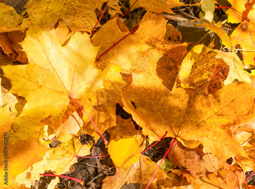 Colorful maple leaves close up on the ground. Autumn landscape.Abstract fall background