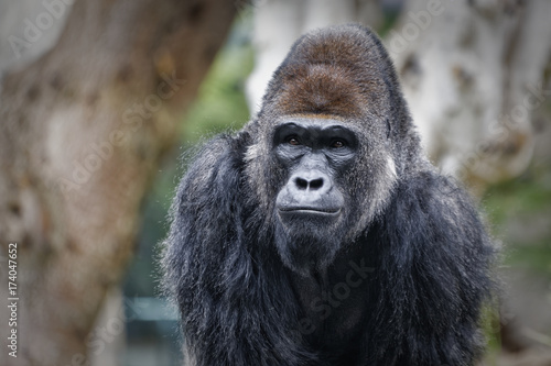 Gorilla portrait with blurred background showing face and upper body © Mohamed