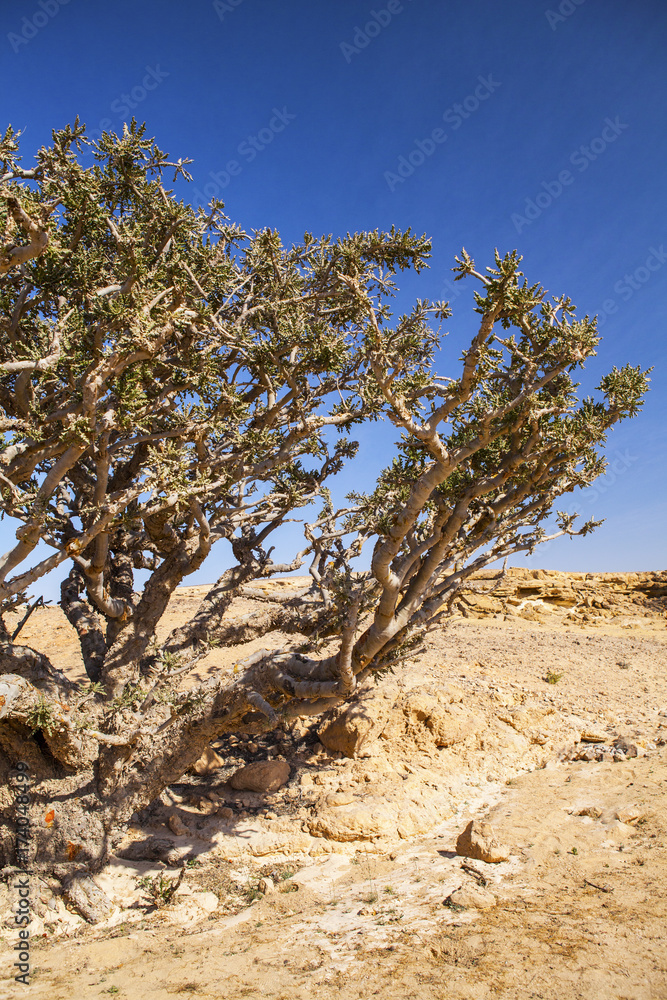 Frankincense tree, growing in a Dhofar mountains near Salalah, Oman Frankincense tree, growing in a Dhofar mountains near Salalah, Oman