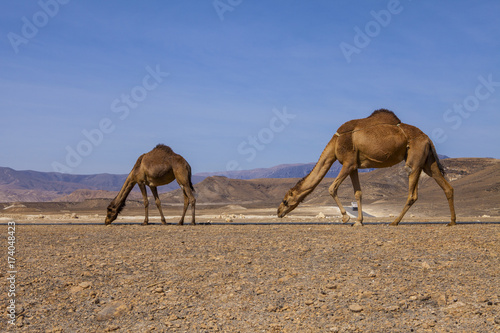 Camels in the pasture. Dhofar, Oman